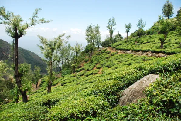 Tea estate
