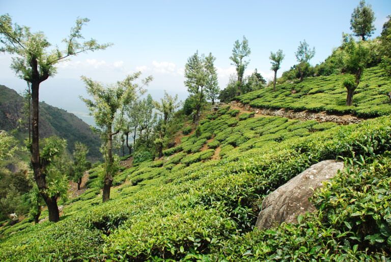 Tea estate