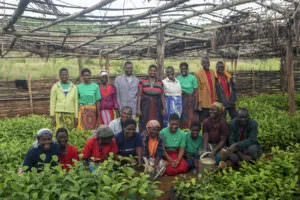 Tea farmers in Malawi