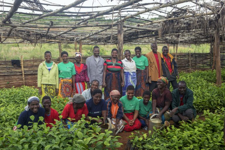 Tea farmers in Malawi