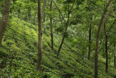 Une plantation de thé certifiée Rainforest Alliance à Darjeeling, en Inde.