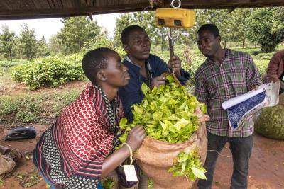 Rainforest Alliance Certified tea farm in Malawai