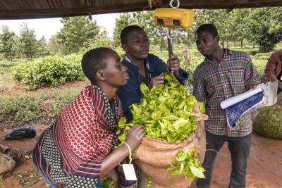 Pesage d’une récolte de thé dans une plantation au Malawi. 