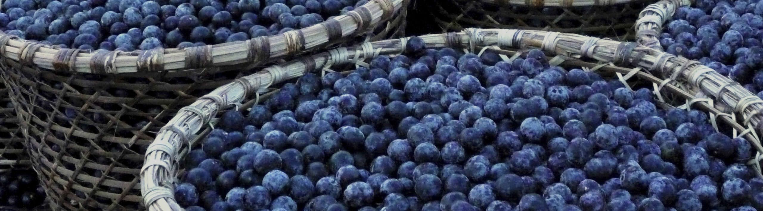 7 Everyday Foods from the Rainforest Rainforest Alliance