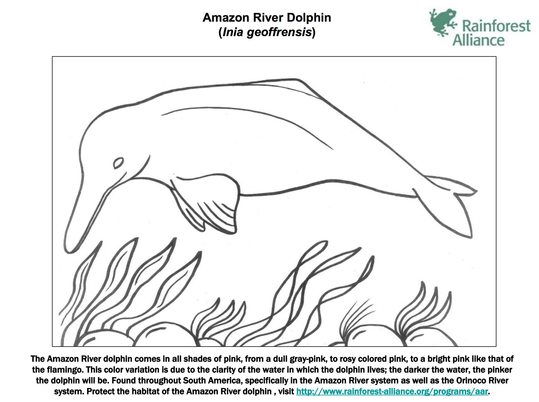 Amazon River Dolphin Coloring Page   Rainforest Alliance