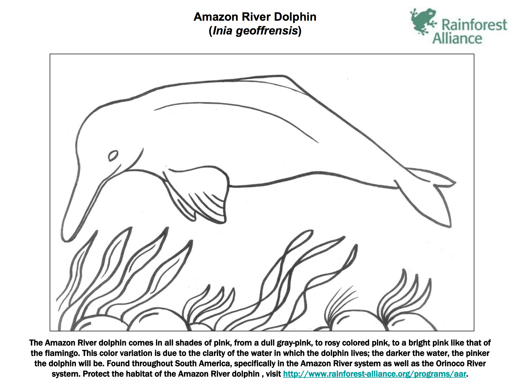 Amazon River Dolphin Coloring Page | Rainforest Alliance