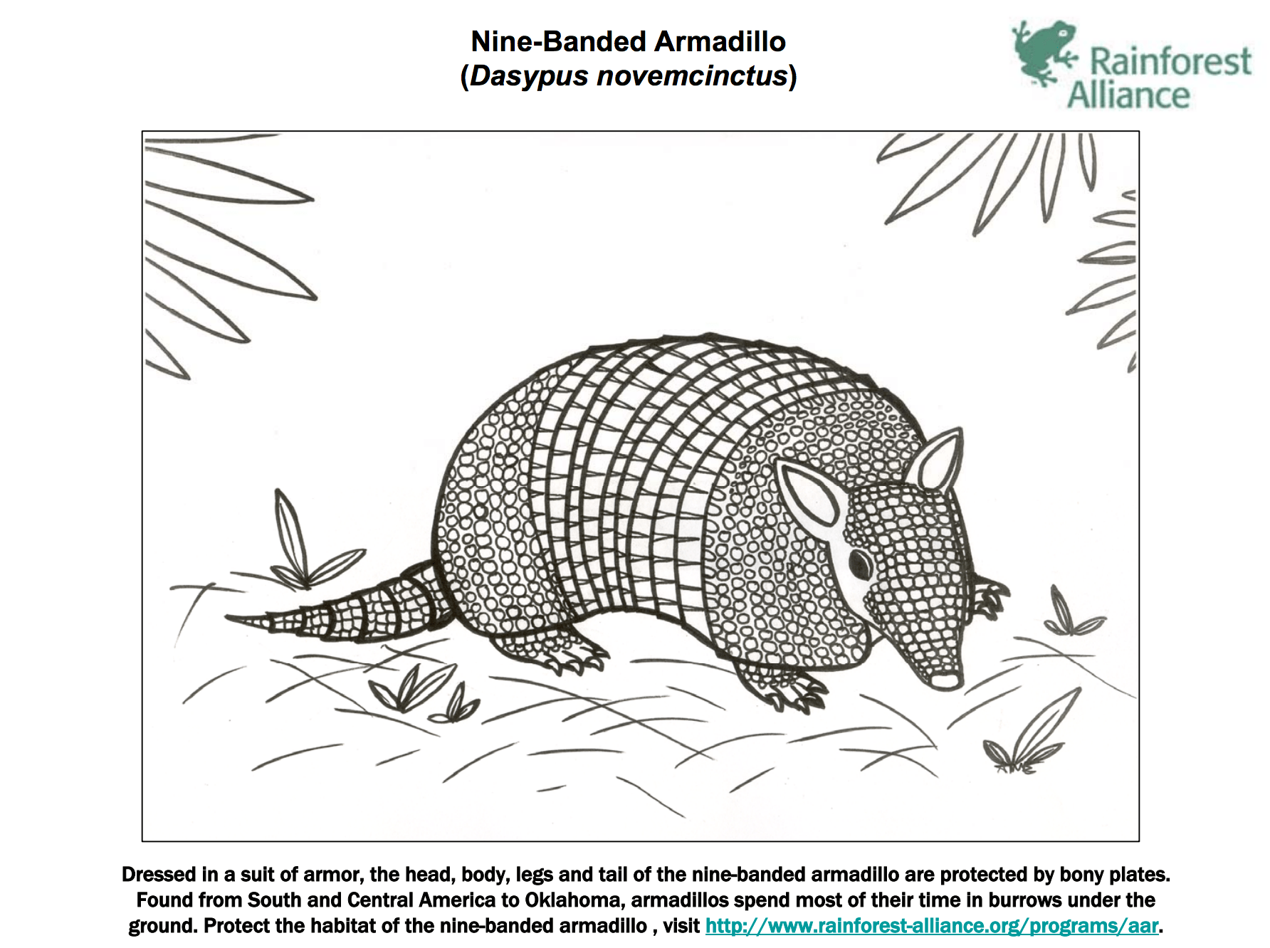 Nine Banded Armadillo Coloring Page   Rainforest Alliance