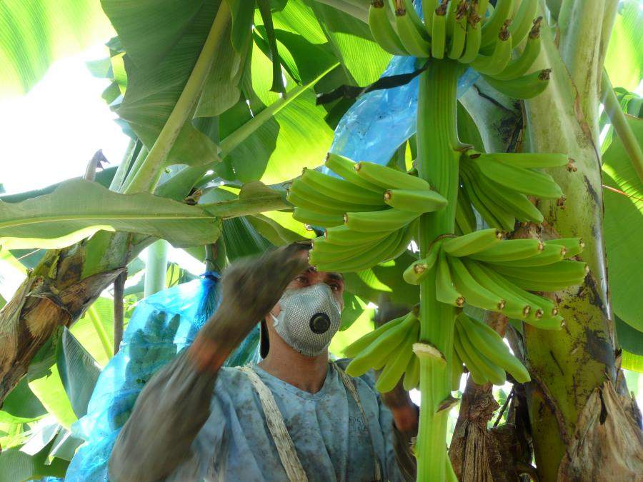 Ako často dávajú banánovníky ovocie