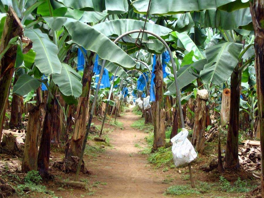 archway on a banana farm