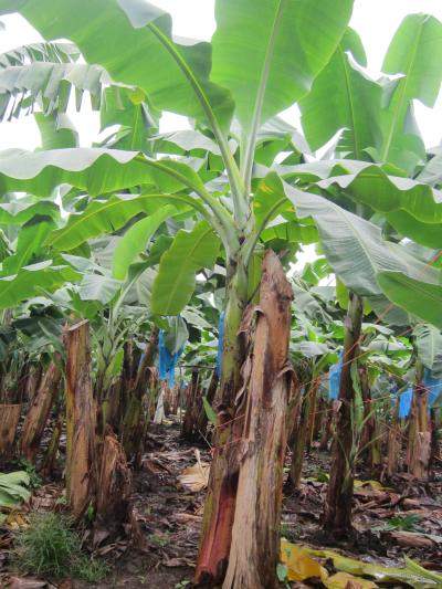 https://www.rainforest-alliance.org/wp-content/uploads/2021/07/banana-plants.jpg