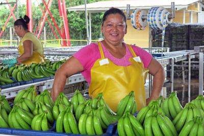 Une travailleuse lavant des bananes dans l’usine de traitement de Finca Santa Marta au Costa Rica. 