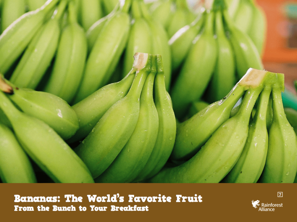 Kids Archives Page 4 of 11 Rainforest Alliance