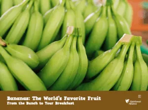 Bananas from brunch to breakfast