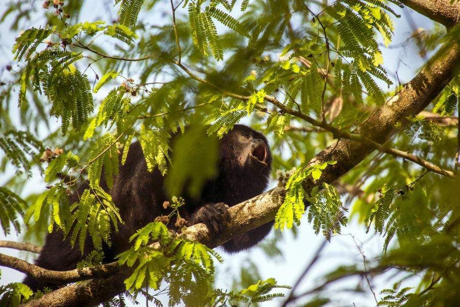 The black howler monkey is one of many fascinating rainforest animals