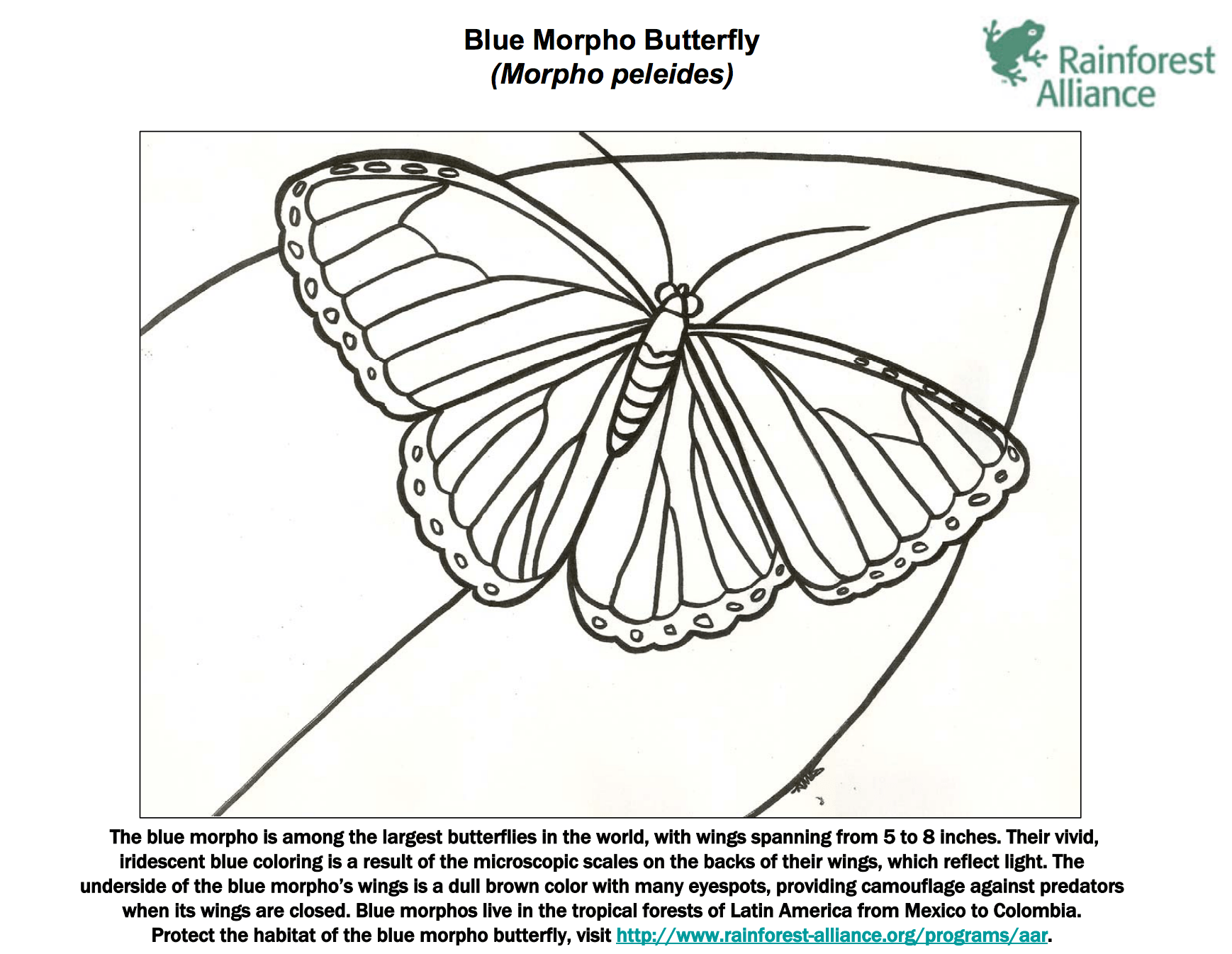 Blue Morpho Butterfly Coloring Page | Rainforest Alliance