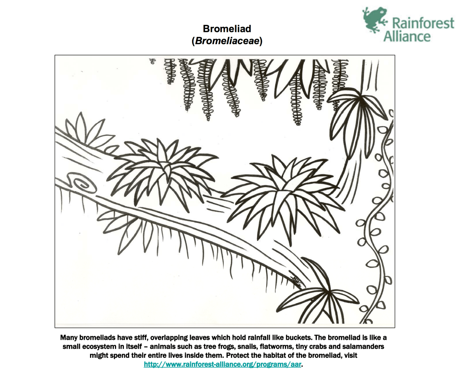 Rainforest Alliance Coloring Pages