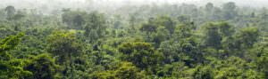 Cameroon rainforest - header