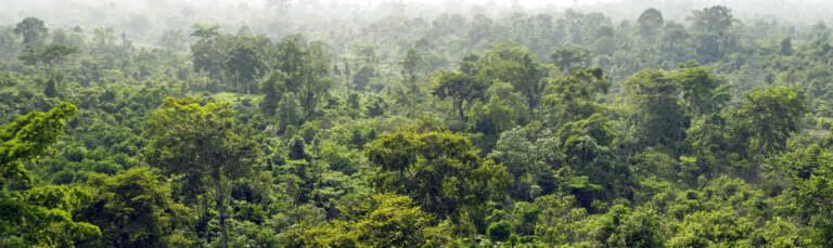 Cameroon rainforest
