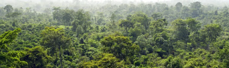 Cameroon rainforest