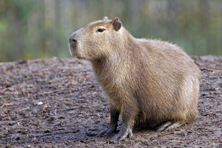 The capybara  is one of many fascinating rainforest animals