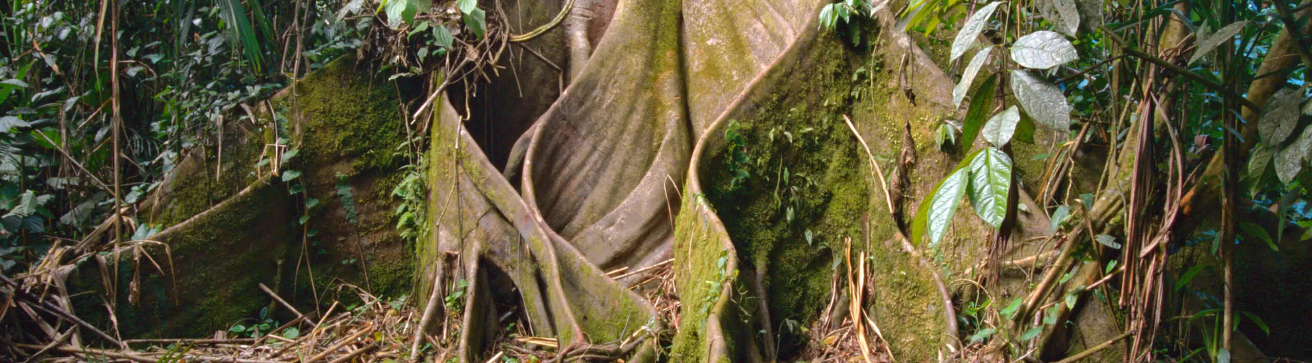 Rainforest Trees: 5 of Our Favorite Species Rainforest Trees: 5 of Our Favorite Species