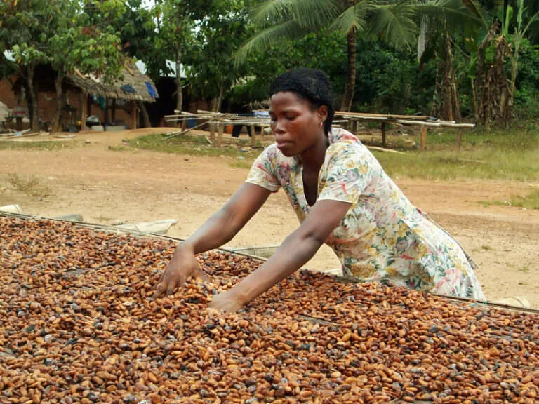Cocoa worker
