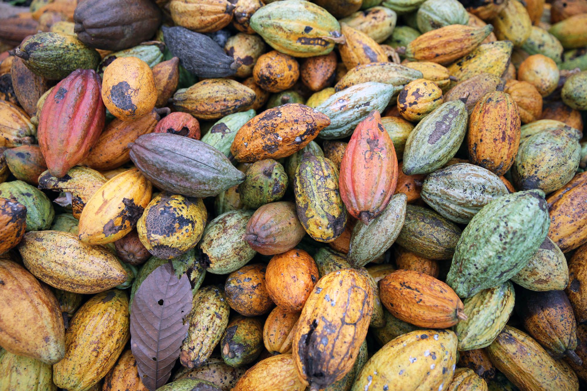 business plan for cocoa farming in ghana