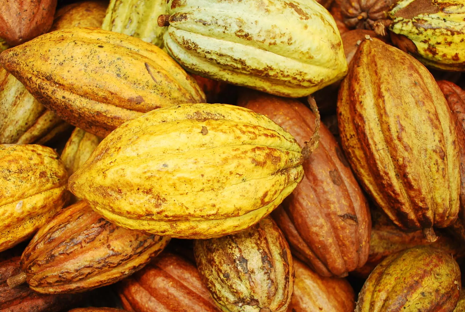Cocoa pods