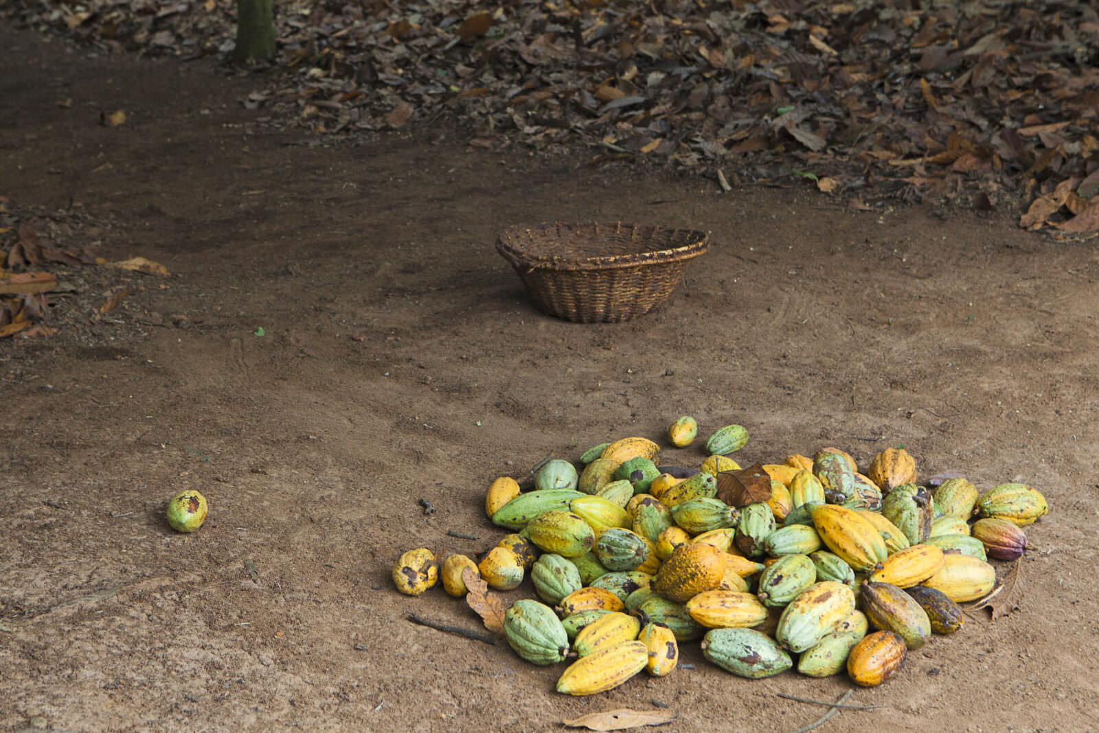 Addressing Challenges in West African Cocoa Farming Rainforest Alliance