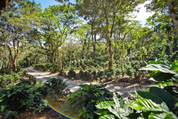 coffee-farm-nicaragua-header.jpg