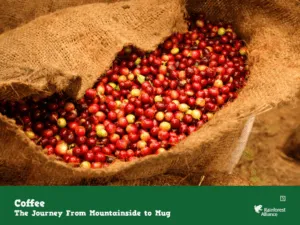 Coffee from mountainside to mug thumbnail