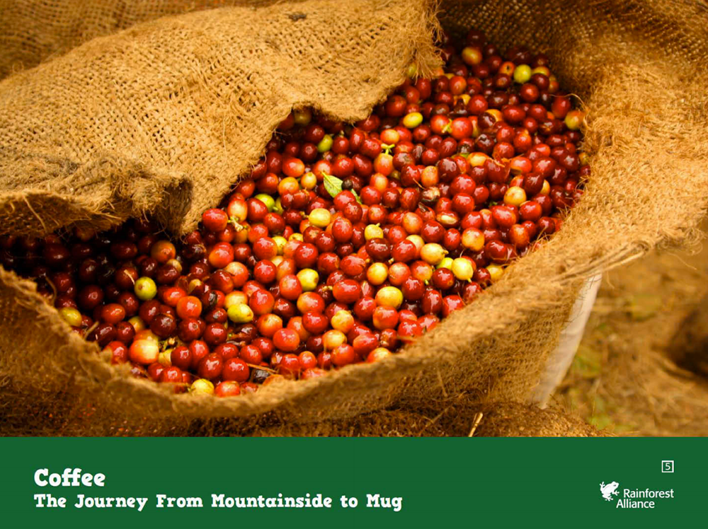 rainforest coffee tour