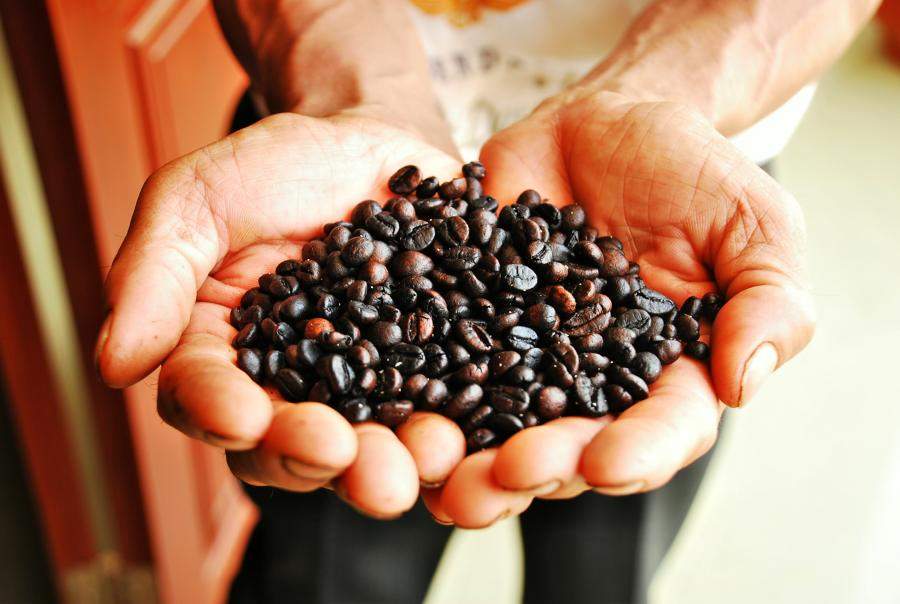 Tropical Rainforest Food