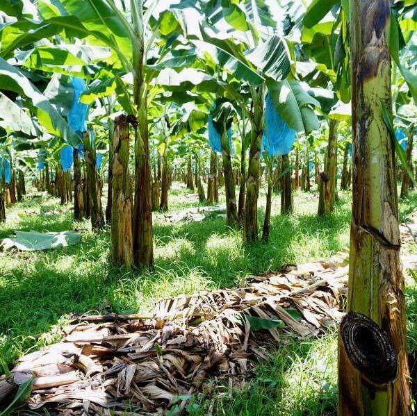 a sustainable banana farm in Costa Rica