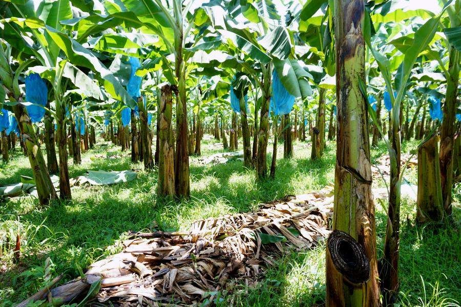 a sustainable banana farm in Costa Rica