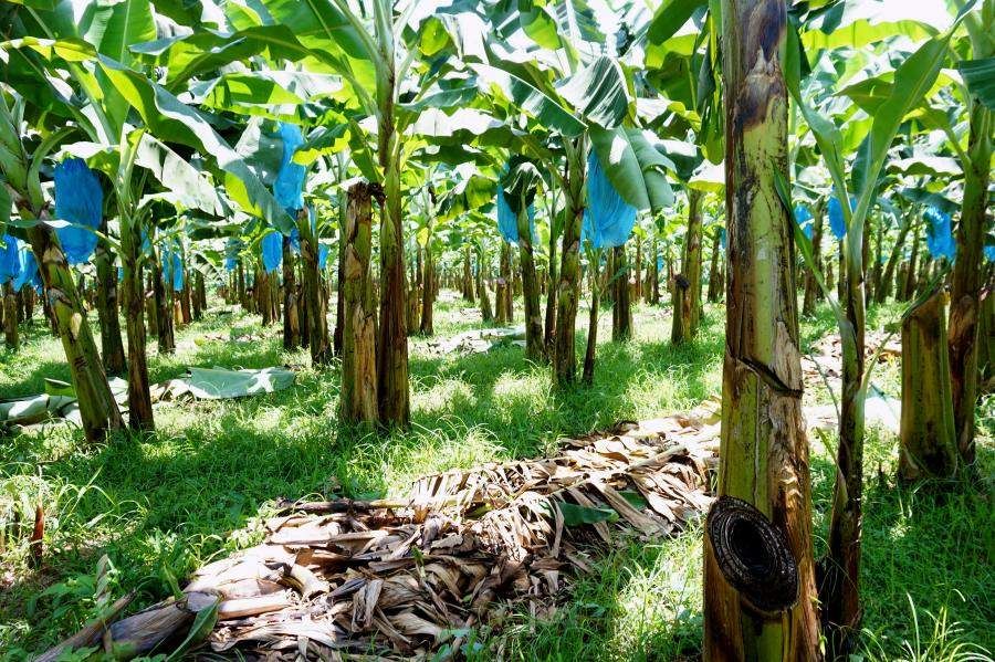 How Are More Sustainable Bananas Grown Rainforest Alliance