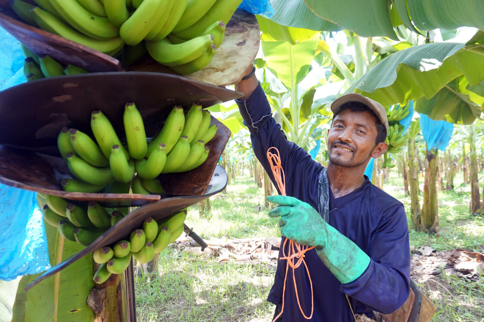 How Are More Sustainable Bananas Grown Rainforest Alliance