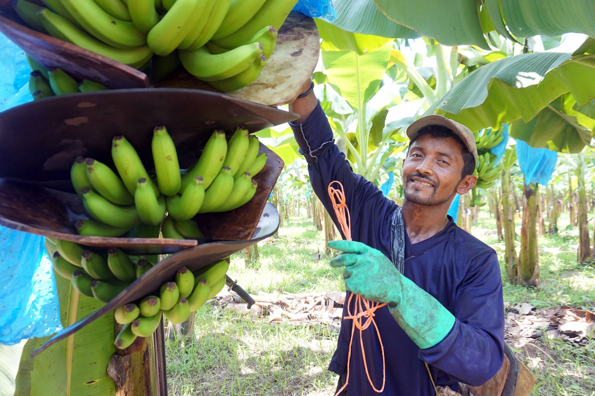 The Case for Organic: Bananas - Produce Business