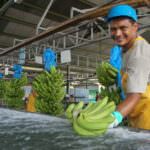Shared Responsibility: What It Means for the Fruit & Banana Sectors 