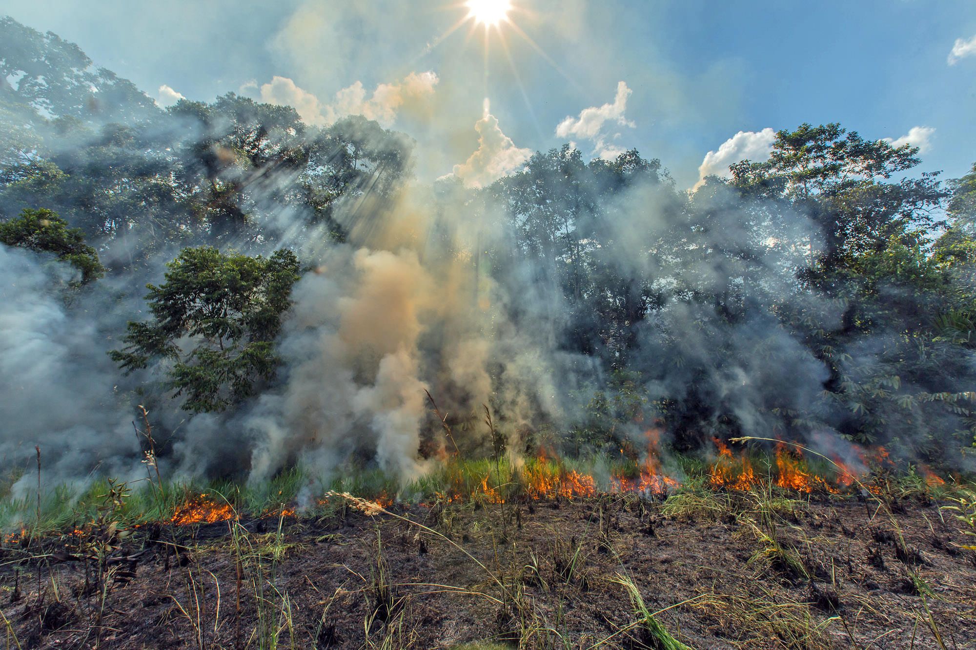 Burn in the Forest