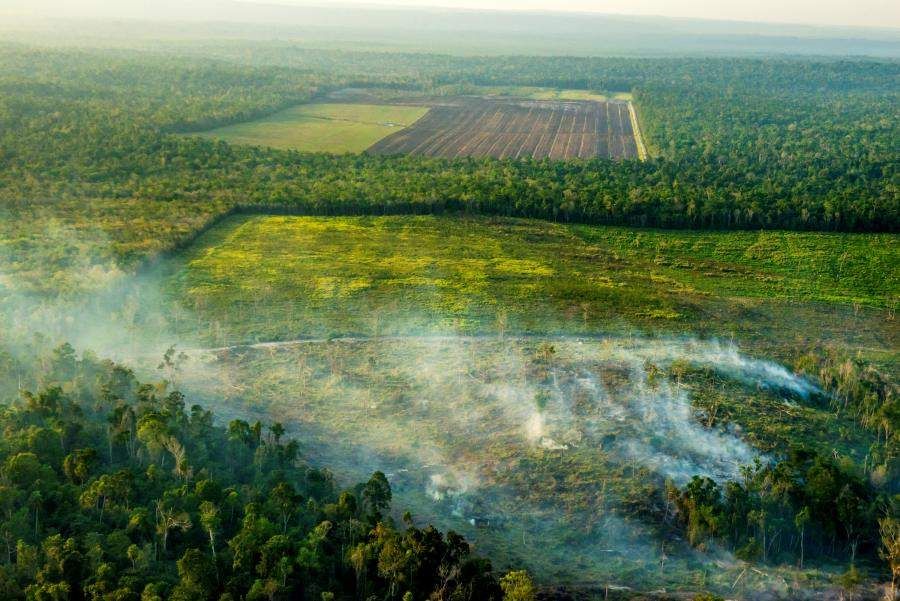 Offsets in the forests  Mouvement Mondial pour les Forêts Tropicales