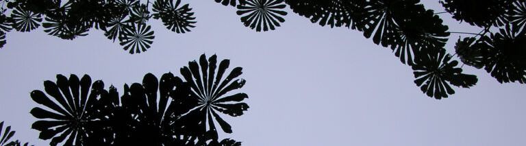 Tree canopy in DRC - header