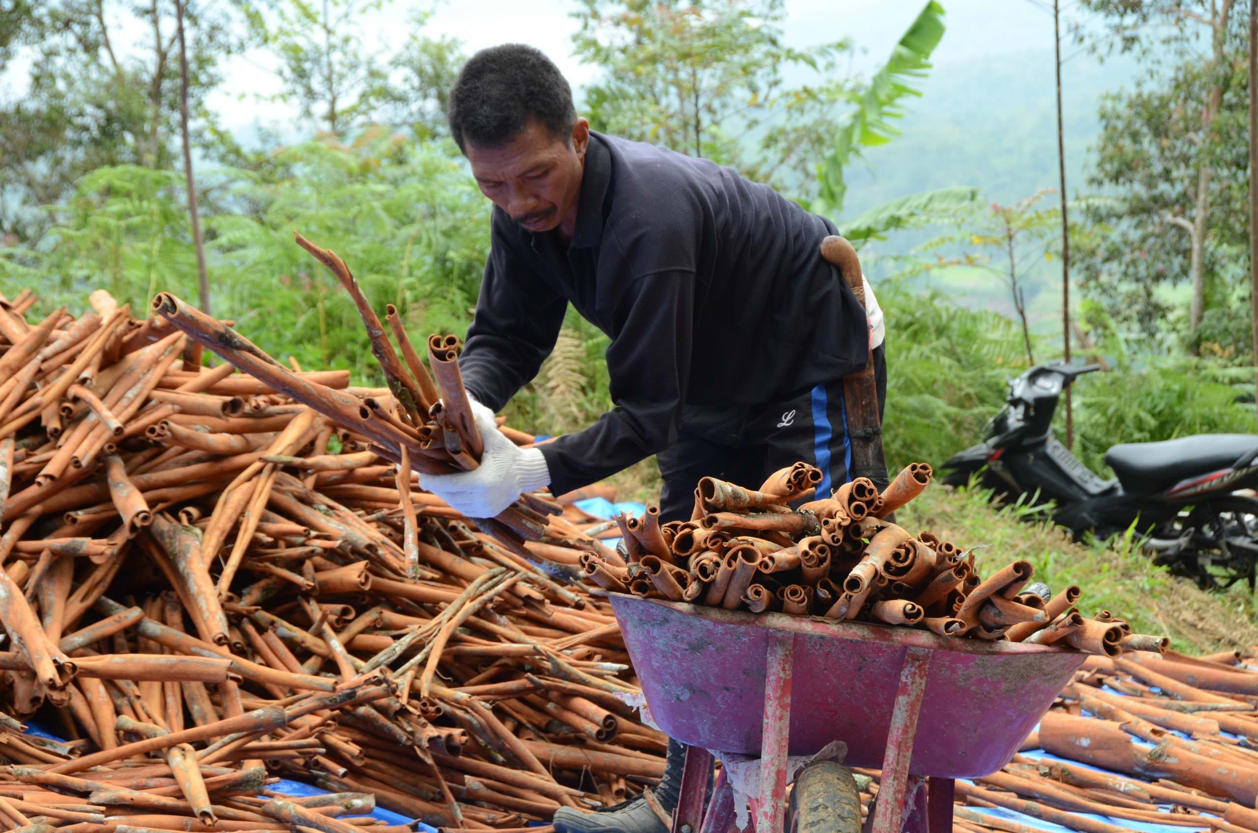 Herbs & Spices Program Which Standard Applies to You Rainforest Alliance