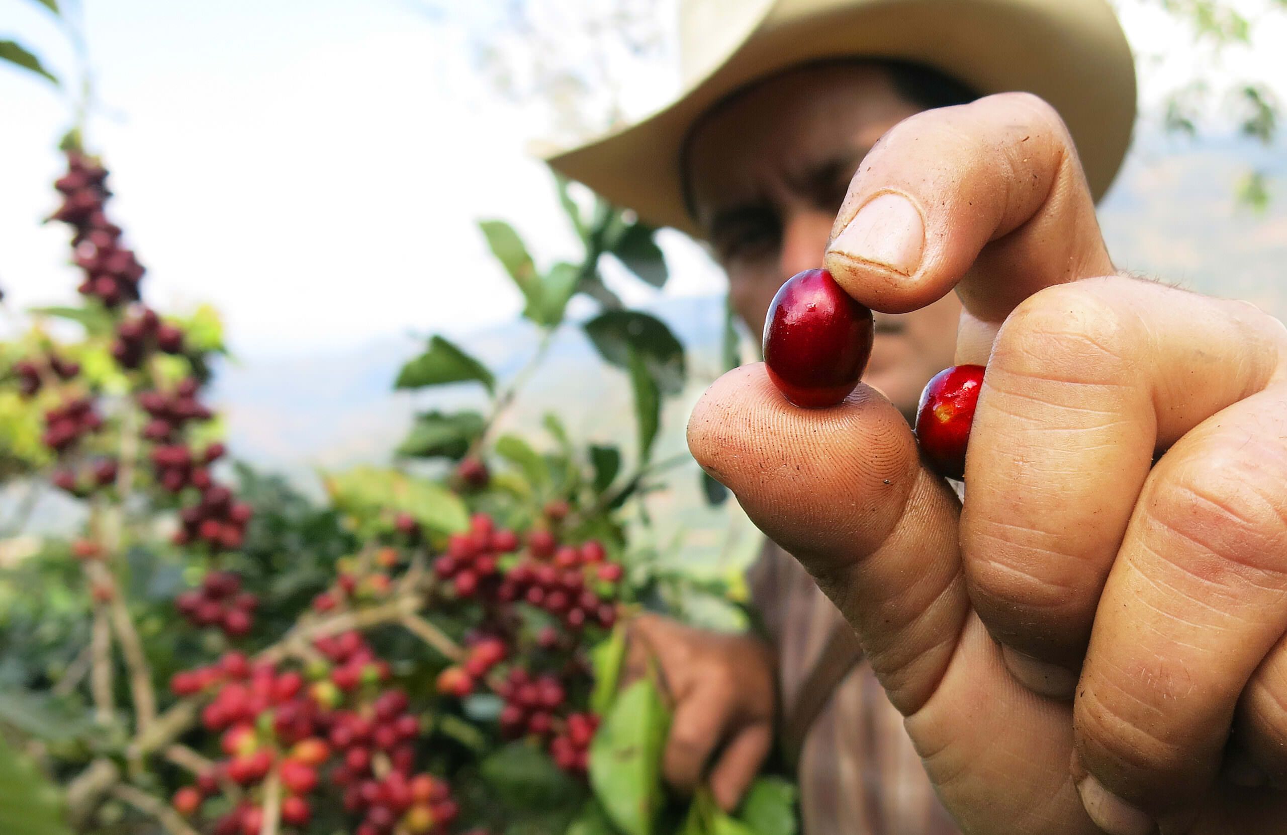 Farmer holding coffee cherry