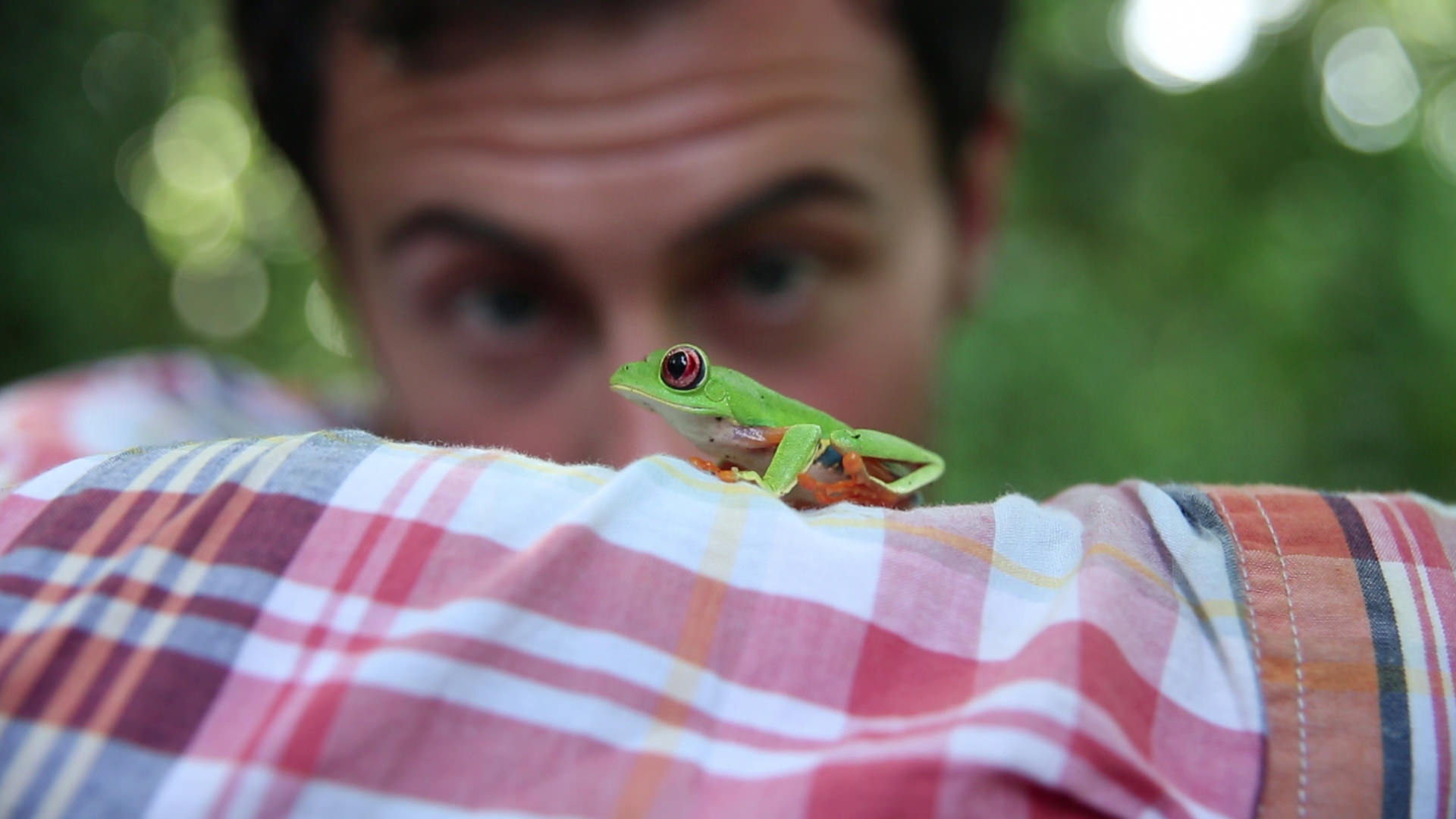 Follow the Frog Rainforest Alliance