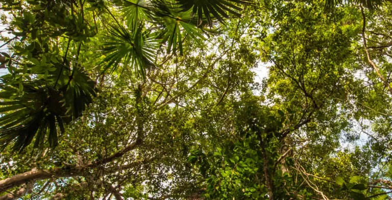 Forest canopy