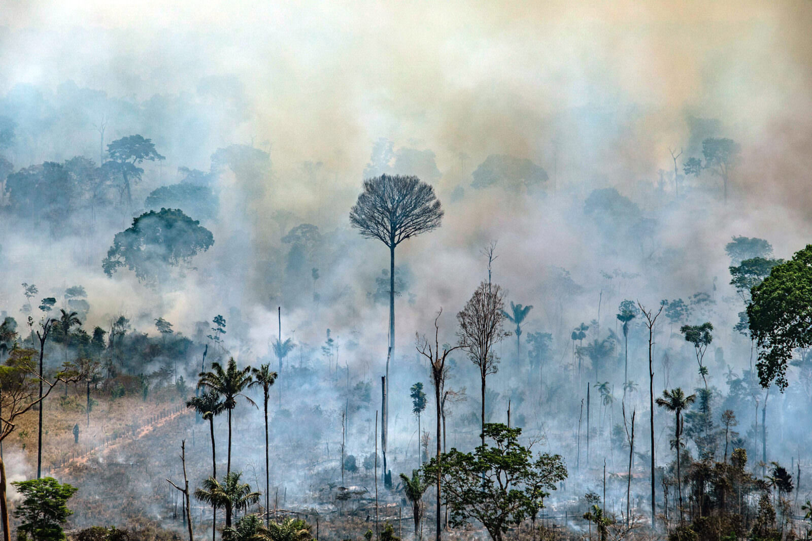 Who Suffers When Rainforests Burn? | Rainforest Alliance