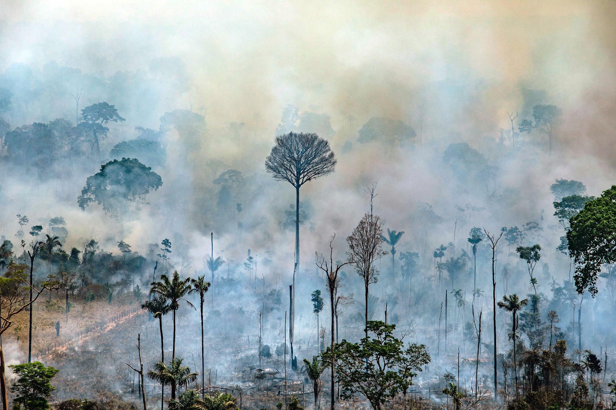 Amazon Fires: Crisis Mobilization Update | Rainforest Alliance