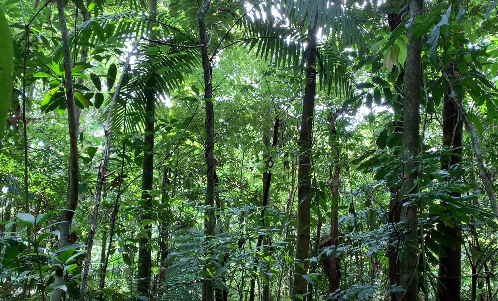 Forest Zen Map Rainforest Alliance