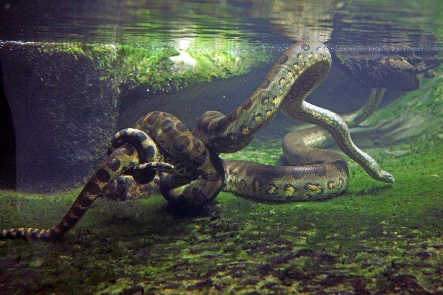 green anaconda